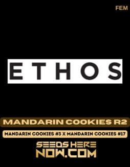 Ethos Genetics - Mandarin Cookies R2 {FEM} [5pk] Classic PackagingEthos Genetics - Mandarin Cookies R2 {FEM} [5pk] Classic Old Packaging