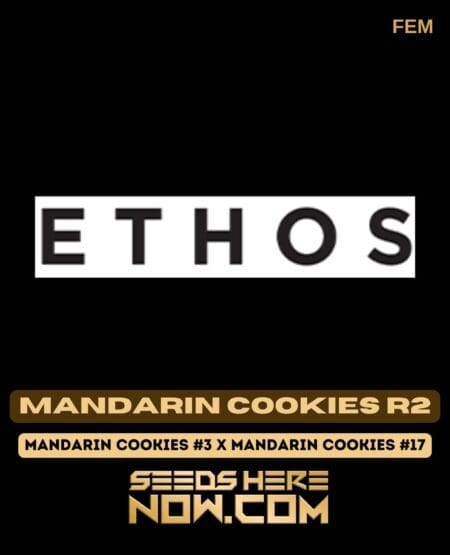 Ethos Genetics - Mandarin Cookies R2 {fem} [5pk] Classic Old Packaging