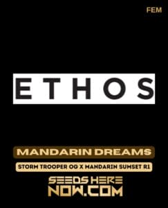 Mandarin Dreams (feminized) - Ethos Genetics