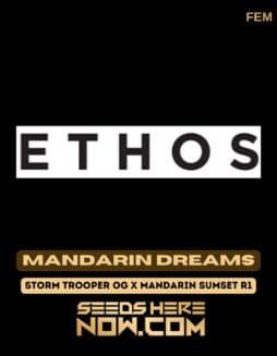 Ethos Genetics - Mandarin Dreams {FEM} [6pk] Classic PackagingEthos Genetics - Mandarin Dreams {FEM} [6pk] Classic Old Packaging