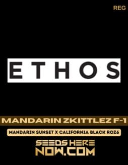 Mandarin Zkittlez F-1 (Regular) - Ethos GeneticsMandarin Zkittlez F-1 (Regular) - Ethos Genetics