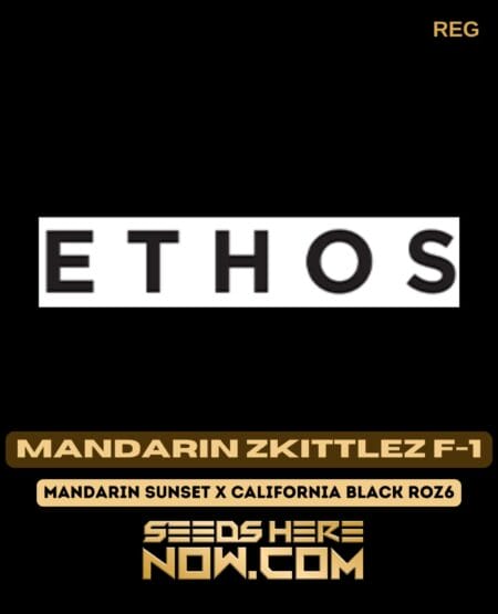 Ethos Genetics - Mandarin Zkittlez F-1 {reg} [10pk] Classic Old Packaging