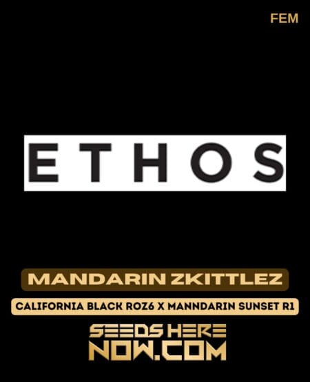 Ethos Genetics - Mandarin Zkittlez {fem} [6pk] Classic Old Packaging