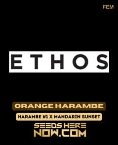 Orange Harambe (Feminized) - Ethos Genetics