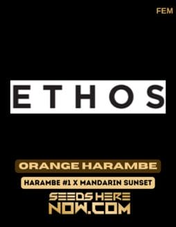 Ethos Genetics - Orange Harambe {FEM} [6pk] Classic PackagingEthos Genetics - Orange Harambe {FEM} [6pk] Classic Old Packaging