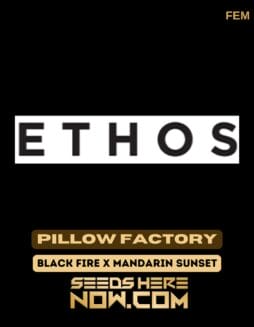 Ethos Genetics - Pillow Factory {FEM} [6pk] Classic PackagingEthos Genetics - Pillow Factory {FEM} [6pk] Classic Old Packaging