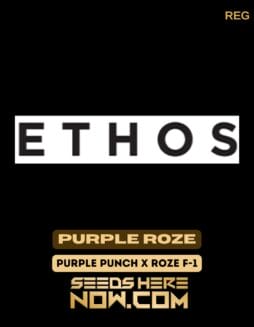 Ethos Genetics - Purple Roze {REG} [10pk] Classic PackagingEthos Genetics - Purple Roze {reg} [10pk] Classic Old Packaging