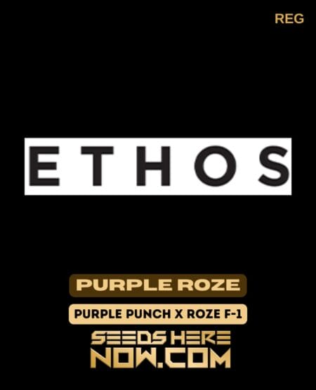 Ethos Genetics - Purple Roze {reg} [10pk] Classic Old Packaging