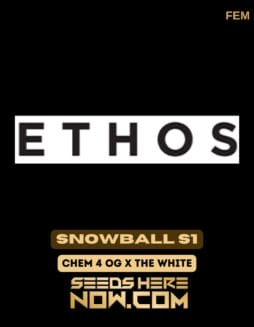 Ethos Genetics - Snowball S1 {FEM} [6pk] Classic PackagingEthos Genetics - Snowball S1 {FEM} [6pk] Classic Old Packaging