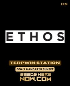 Terpwin Station (Feminized) - Ethos Genetics