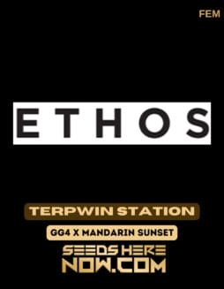 Ethos Genetics - Terpwin Station {FEM} [6pk] Classic PackagingEthos Genetics - Terpwin Station {FEM} [6pk] Classic Old Packaging