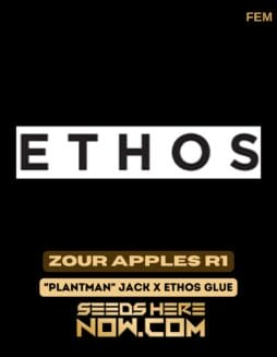 Ethos Genetics - Zour Apples R1 {FEM} [6pk] Classic PackagingEthos Genetics - Zour Apples R1 {FEM} [6pk] Classic Old Packaging