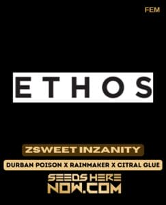 Zsweet Inzanity (Feminized) - Ethos Genetics
