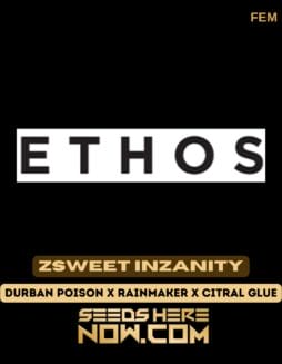 Ethos Genetics - Zsweet Inzanity {FEM} [6pk] Classic PackagingEthos Genetics - Zsweet Inzanity {FEM} [6pk] Classic Old Packaging