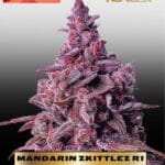 Mandarin Zkittlez R1 (Feminized) - Ethos Genetics