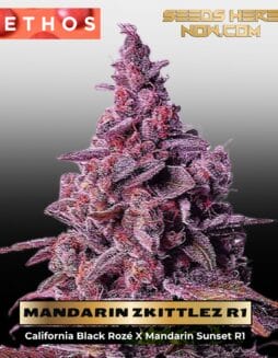 Mandarin Zkittlez R1 (Feminized) (space) Ethos Genetics