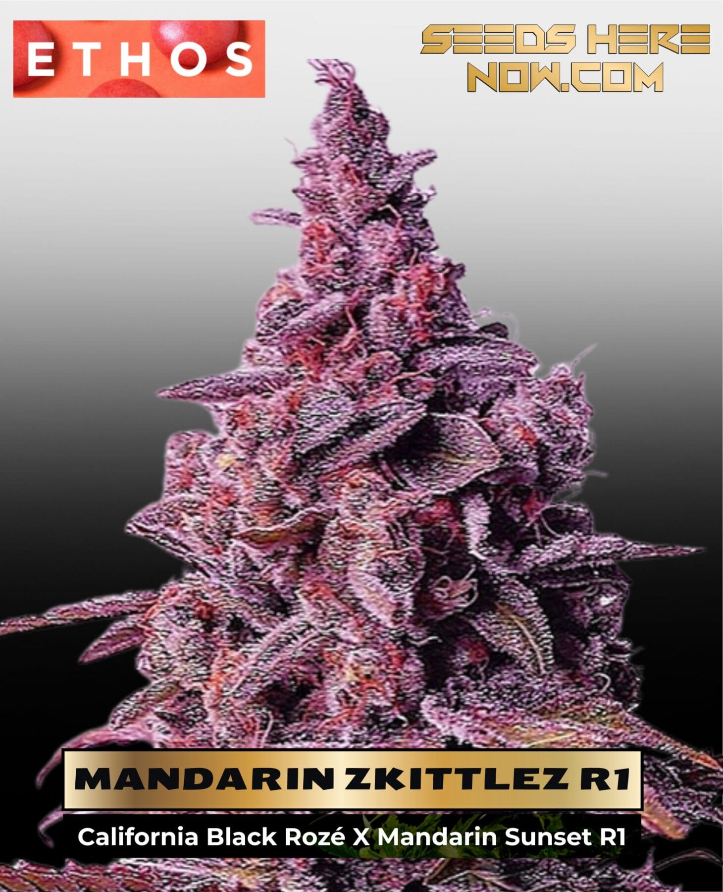 Mandarin Zkittlez R1 (Feminized) - Ethos Genetics