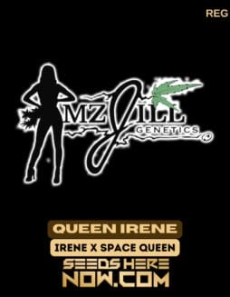 Queen Irene (Regular) - Mz Jill GeneticsQueen Irene (Regular) - Mz Jill Genetics