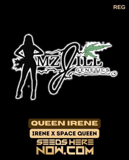 Mz Jill Genetics - Queen Irene {reg} [5pk]