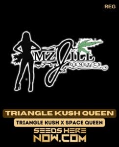 Triangle Kush Queen (regular) - Mz Jill Genetics