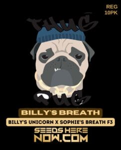 Billy's Breath (regular) - Thug Pug Genetics