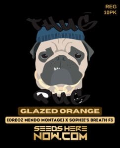 Glazed Orange (regular) - Thug Pug Genetics