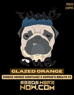 Thug Pug Genetics - Glazed Orange {REG} [10pk]Thug Pug Genetics - Glazed Orange {REG} [10pk]