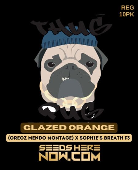 Glazed Orange (regular) - Thug Pug Genetics