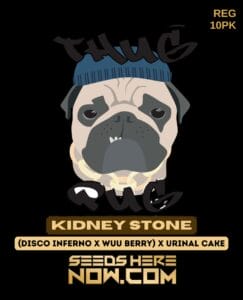 Kidney Stone (regular) - Thug Pug Genetics