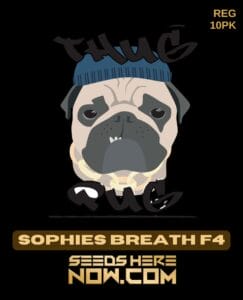 Sophies Breath F4 (Regular) - Thug Pug Genetics