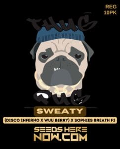 Sweaty (regular) - Thug Pug Genetics
