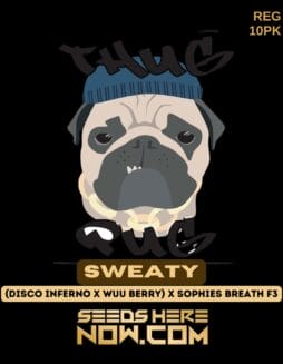 Sweaty (Regular) - Thug Pug GeneticsSweaty (Regular) - Thug Pug Genetics