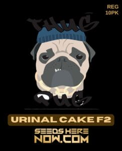 Urinal Cake F2 (Regular) - Thug Pug Genetics