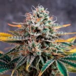 Easiest Cannabis Clones to Grow for Maximum Yields