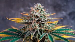 Top 10 Easiest Cannabis Clones To Grow for Maximum Yields