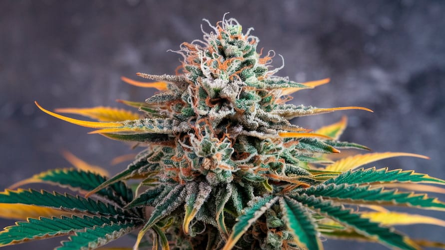 Top 10 Easiest Cannabis Clones To Grow for Maximum Yields