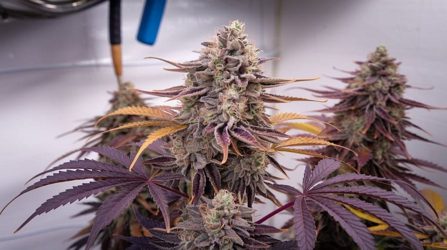 Magic Marker Strain Review: An Enchanting Hybrid