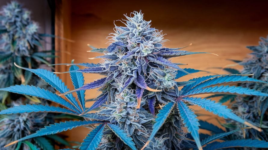 Pineapple Burst Strain Review: A Tropical Treasure