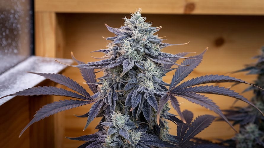 Pineapple Burst strain