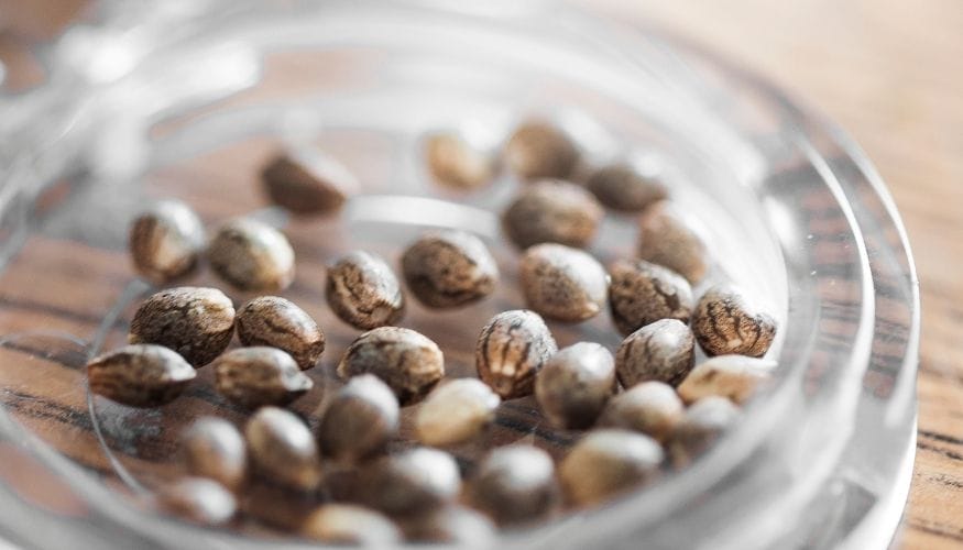 Selecting Cannabis Seeds for Your Grow