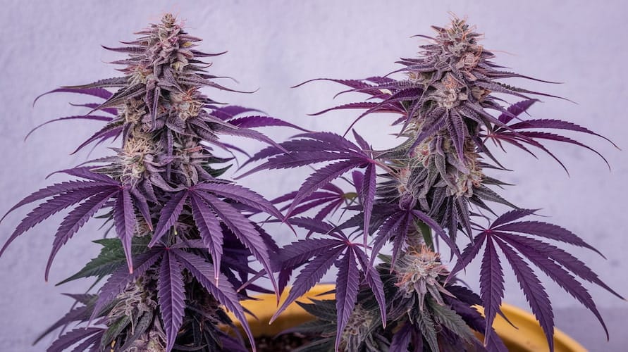 Super Buff Cherry Strain Review: A Hard-Hitting Hybrid