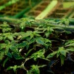 when to Plant Cannabis Seeds