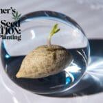 Beginner's Guide to Cannabis Seed Germination