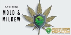 Avoiding Mold And Mildew: Tips For Safe Cannabis Seed Storage – Avoiding Mold and Mildew: Tips for Safe Cannabis Seed Storage