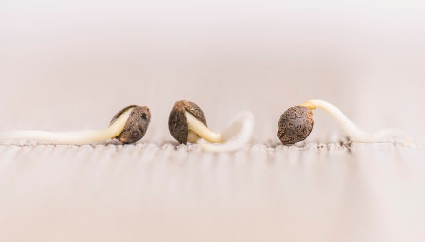 Viable Marijuana Seeds