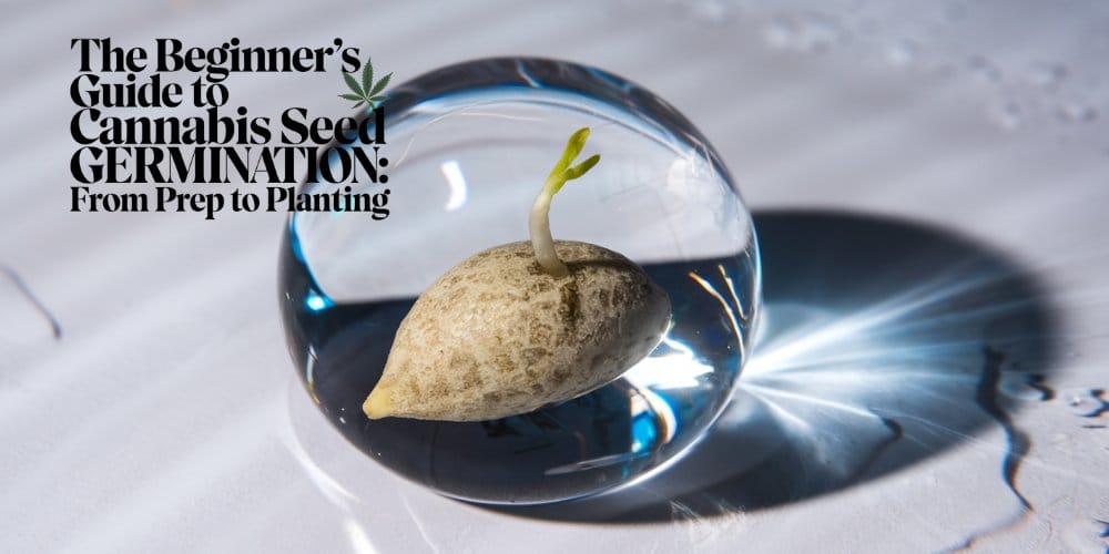 The Beginner’s Guide to Cannabis Seed Germination: From Prep to Planting