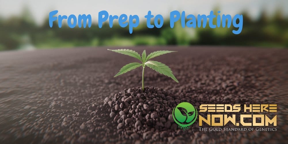 Cannabis Seed Germination Prep and Planning