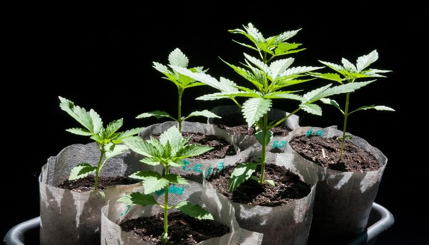 Best Time to Plant Feminized Cannabis Seeds