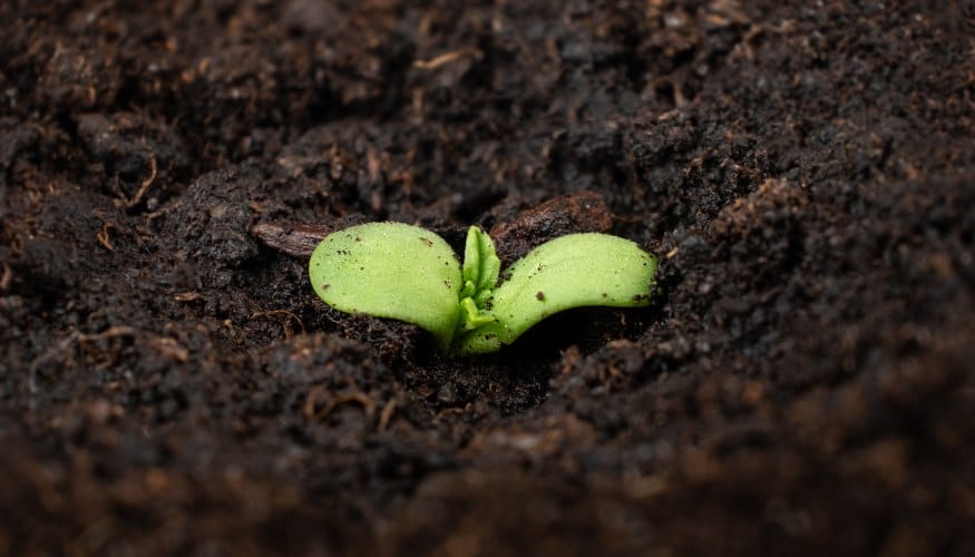 Sprouting Marijuana Seed