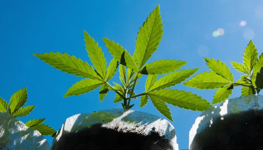 Planting Feminized Marijuana Seeds